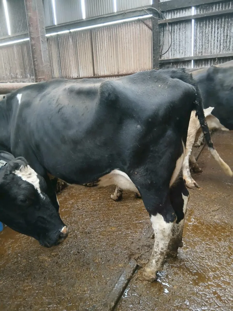 Dairy cow's - Image 3