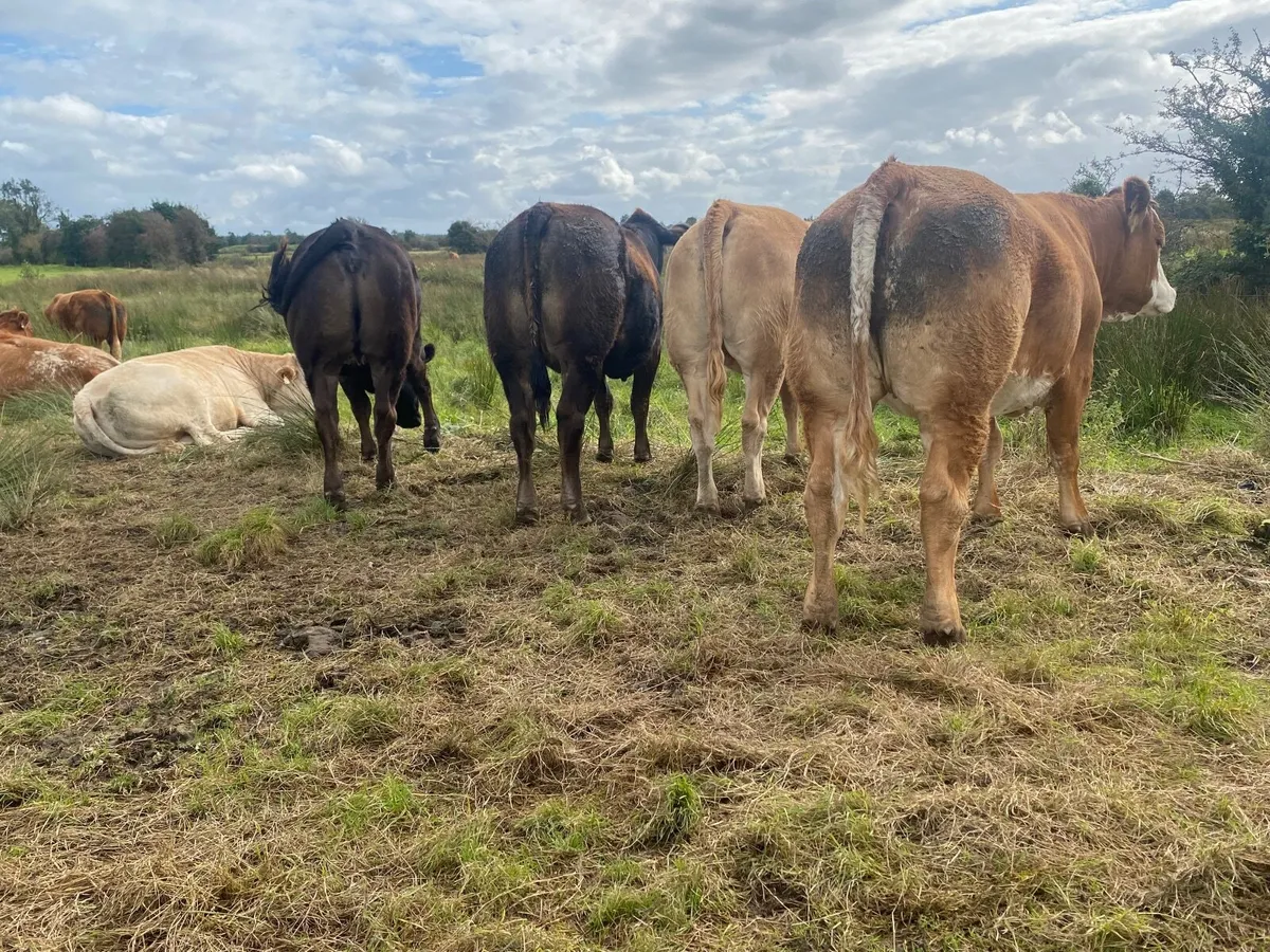 Extremely quiet Incalf heifers - Image 1