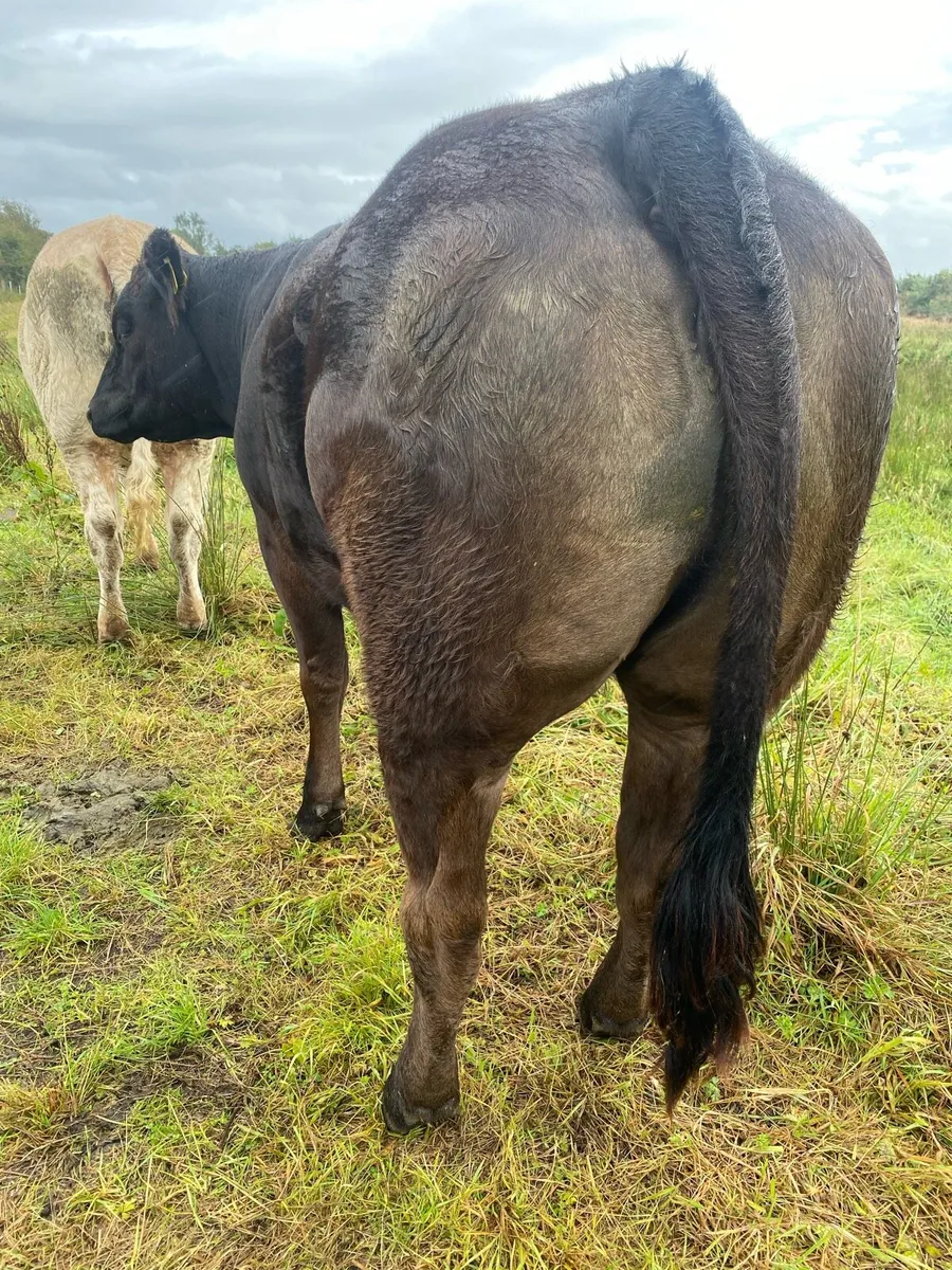 Extremely quiet Incalf heifers - Image 3