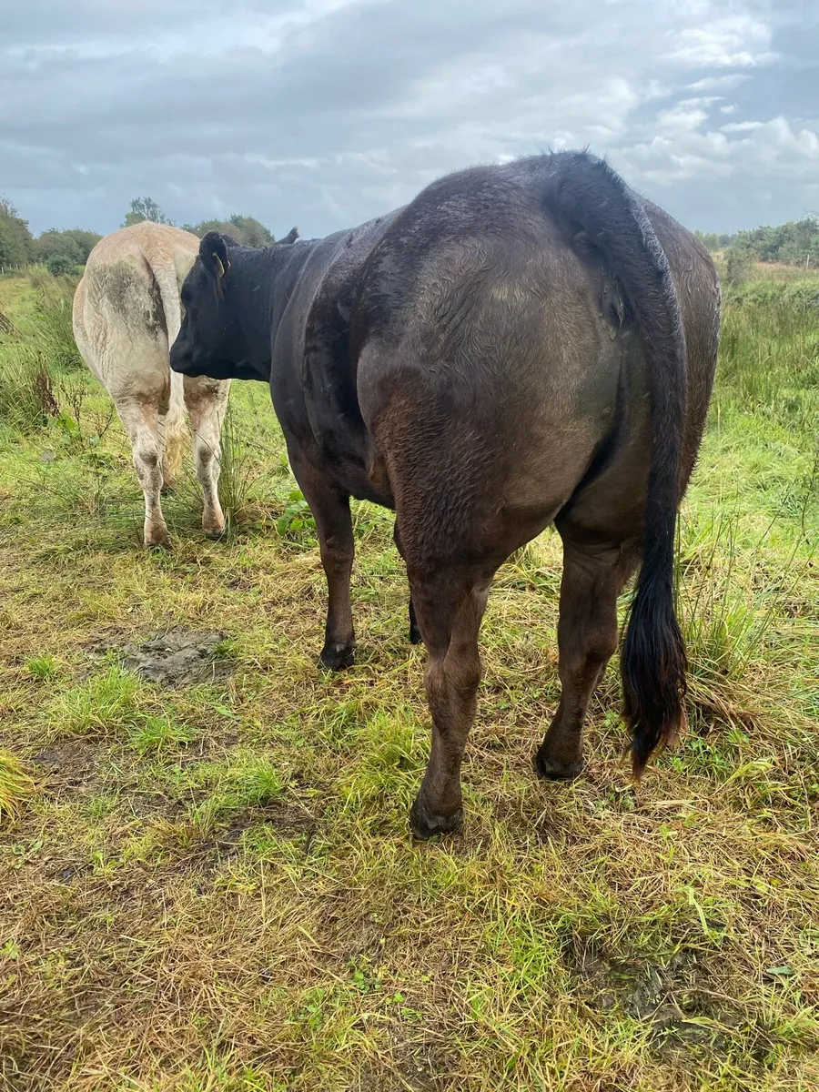 Extremely quiet Incalf heifers - Image 4