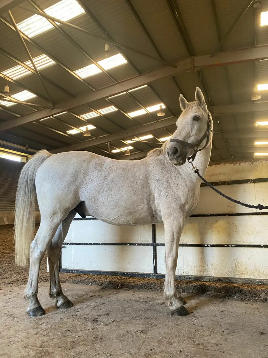 14.2 Pony for sale - Image 1