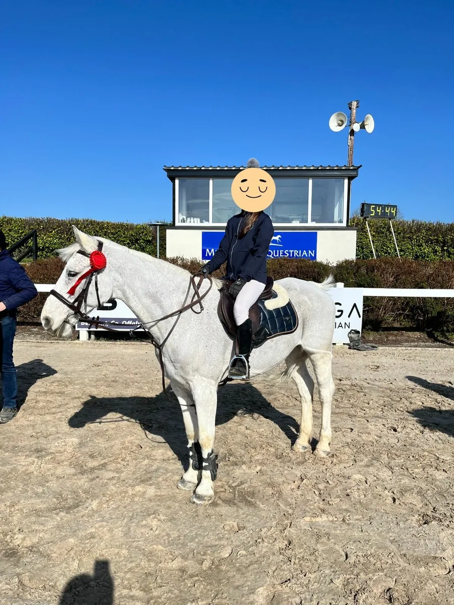14.2 Pony for sale - Image 2