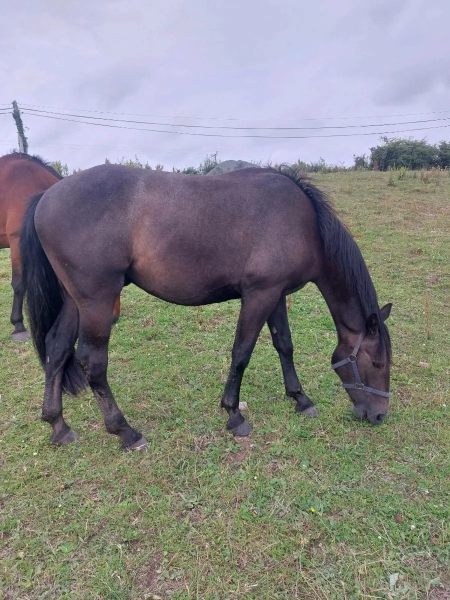 Gelding - Image 1