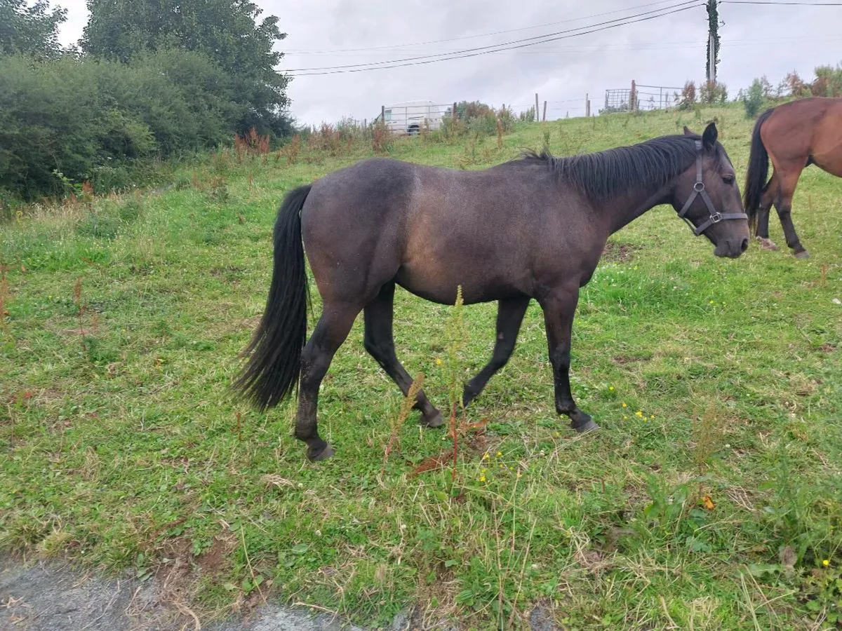 Gelding - Image 2