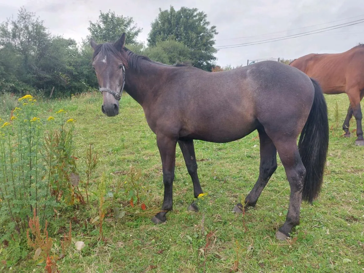 Gelding - Image 3