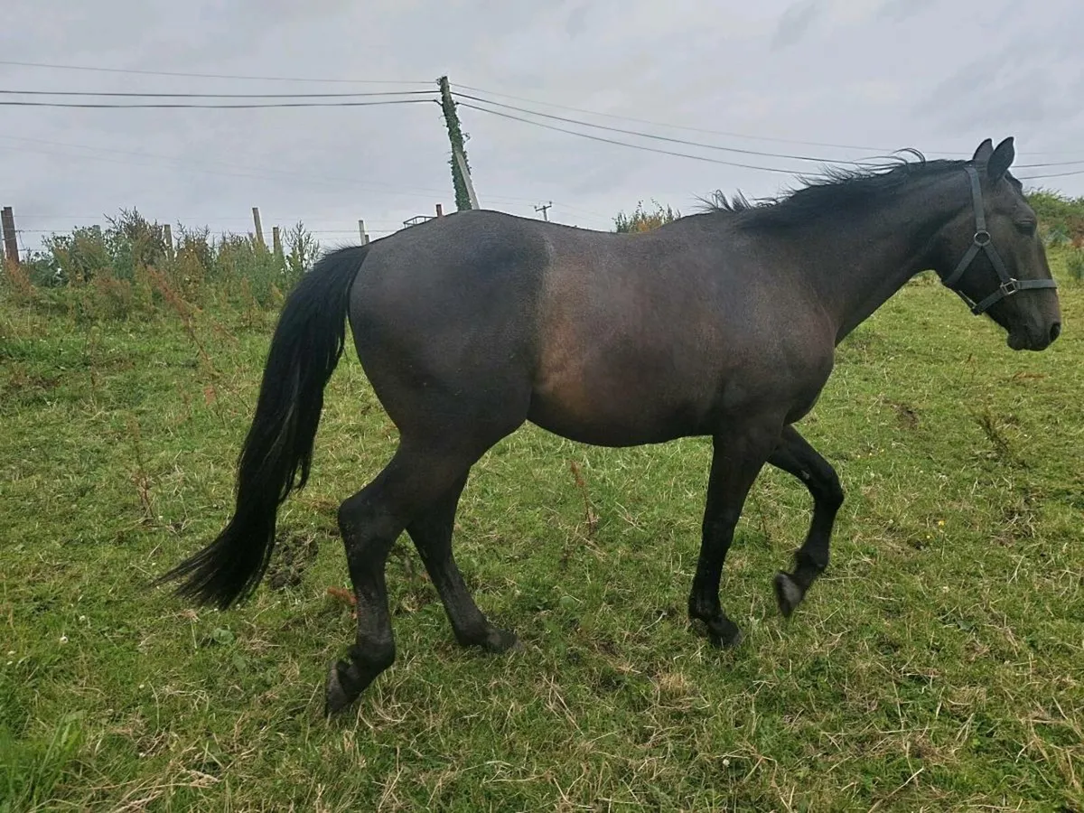 Gelding - Image 4