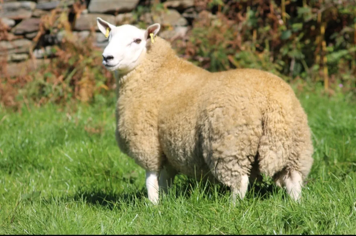 Cheviot sheep - Image 2
