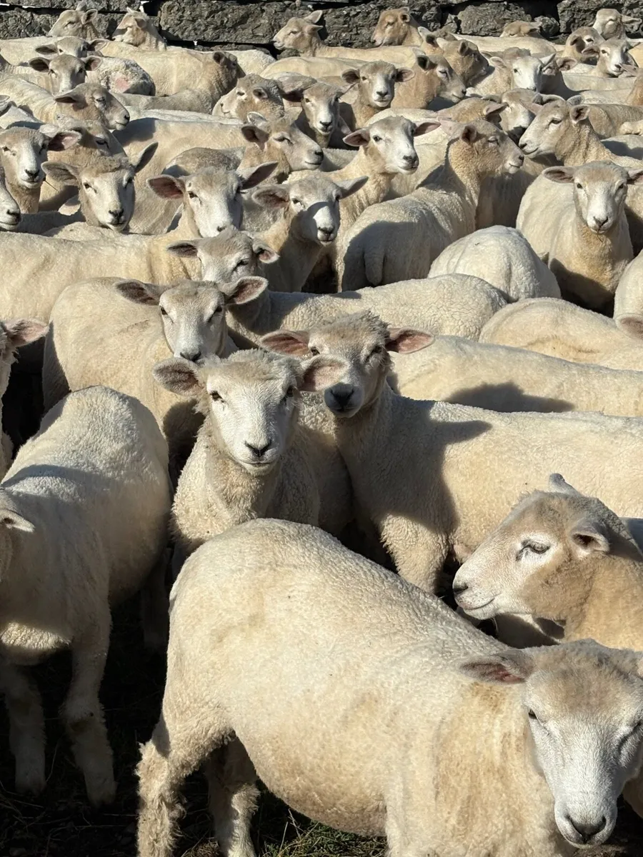 SheepNew Zealand Romneys. - Image 1