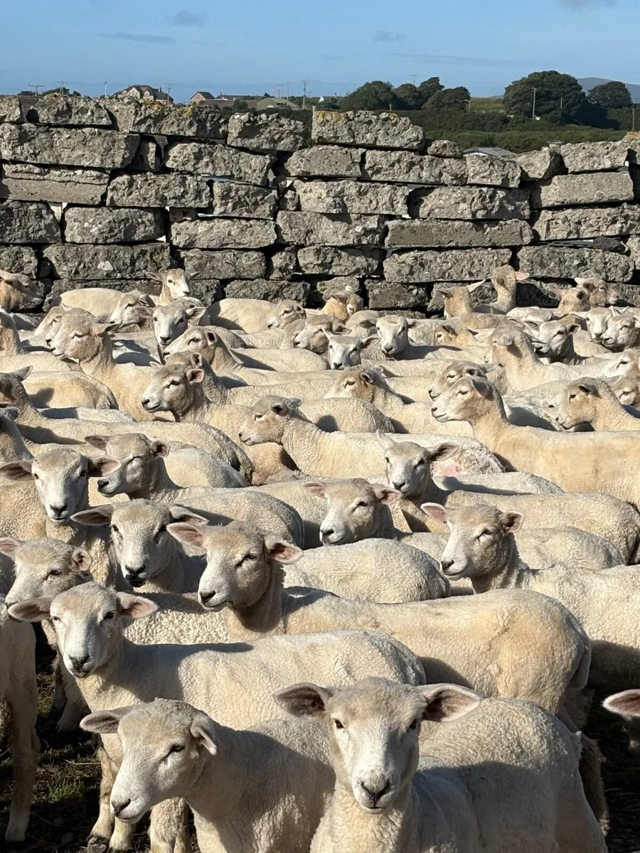 SheepNew Zealand Romneys. - Image 2