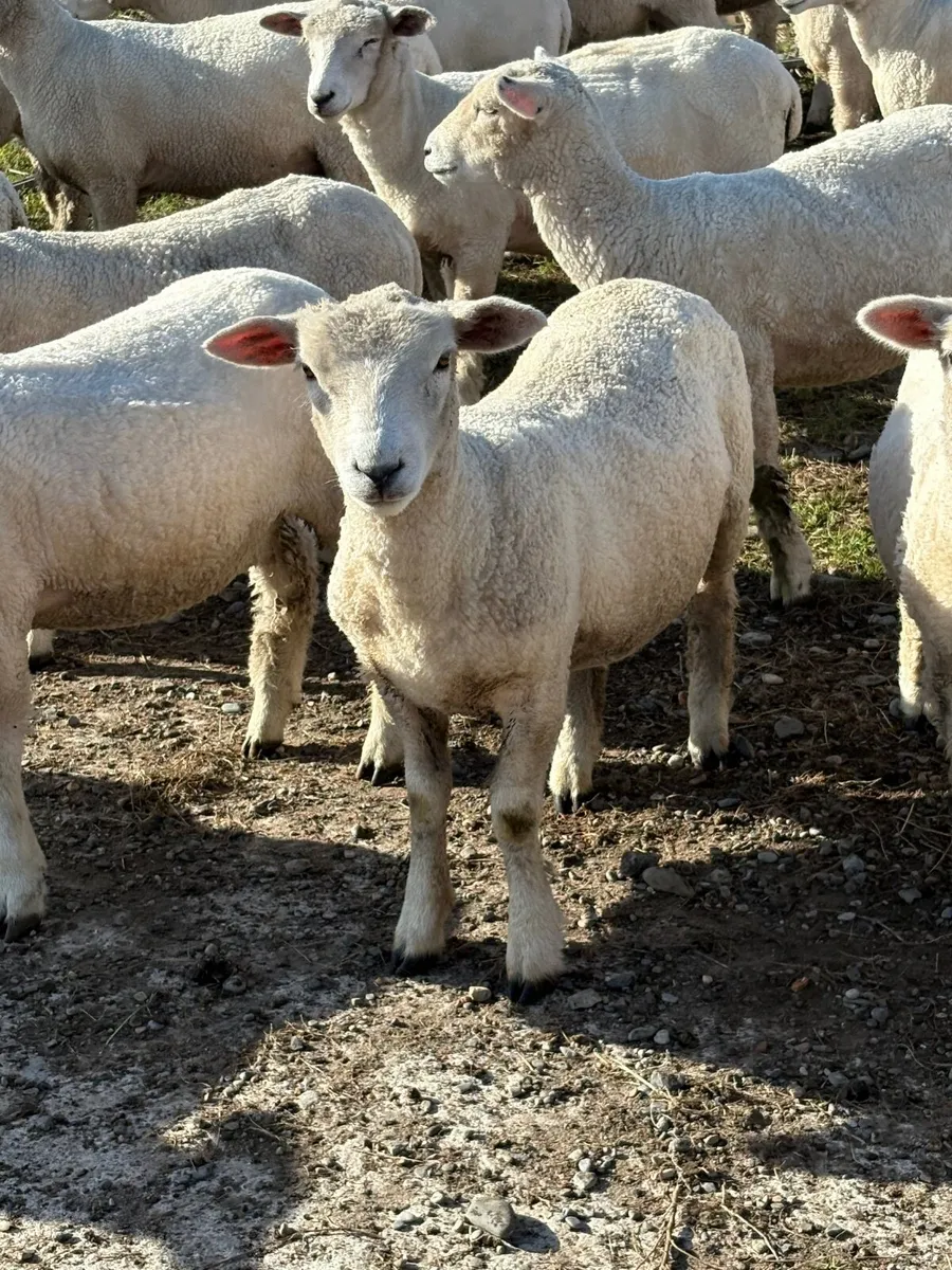 SheepNew Zealand Romneys. - Image 3