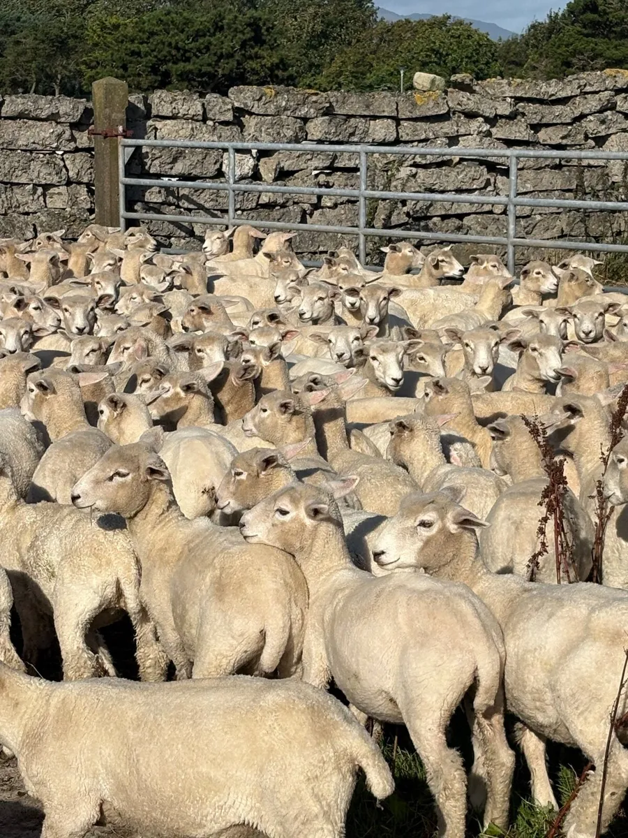 SheepNew Zealand Romneys. - Image 4