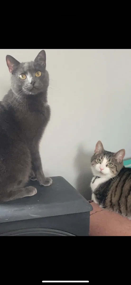 Cats - Image 2