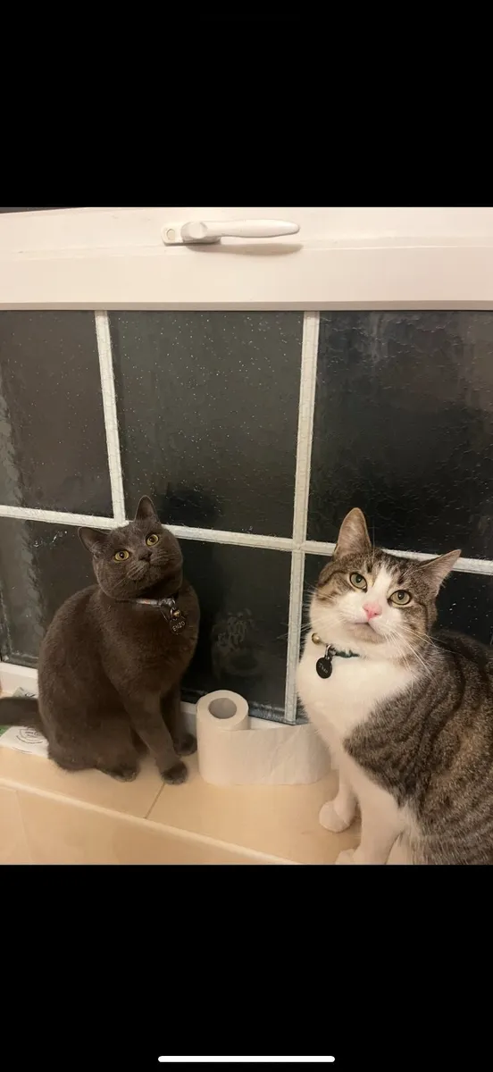 Cats - Image 1