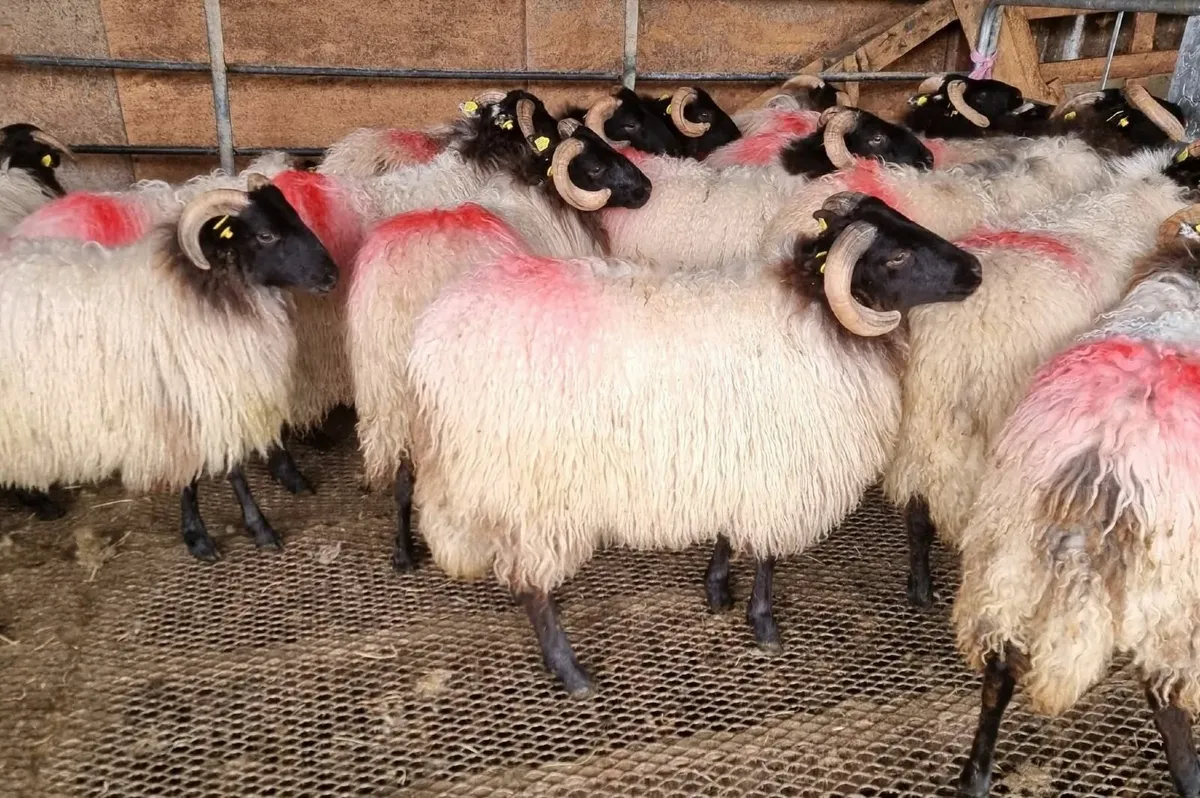 Ram  lambs