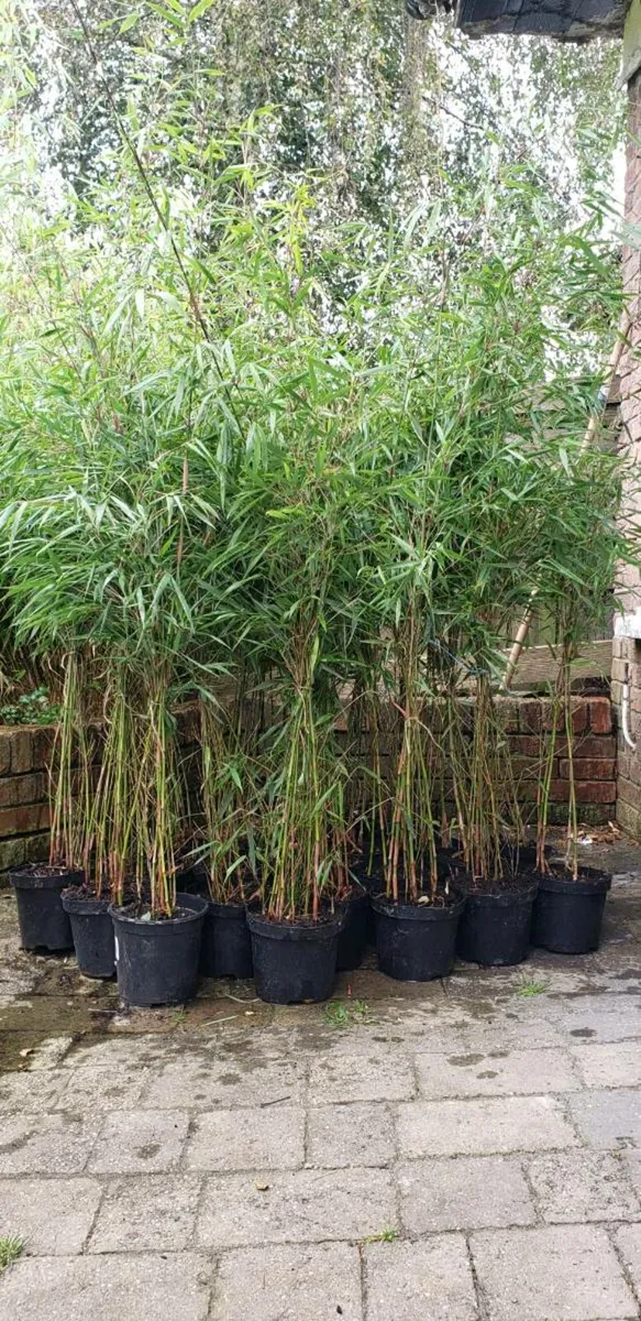 Bamboo plants.  Delivery available - Image 2