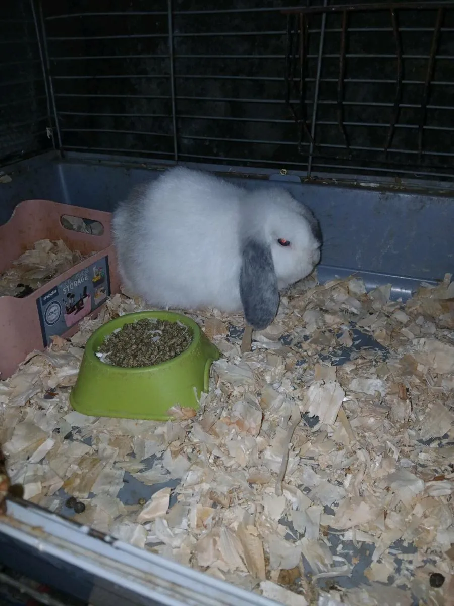 Mini lops - Image 1