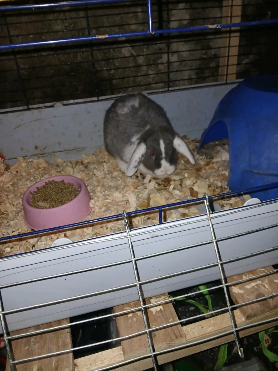 Mini lops - Image 2