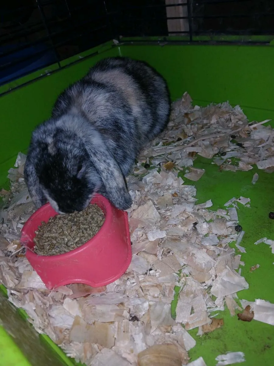 Mini lops - Image 3