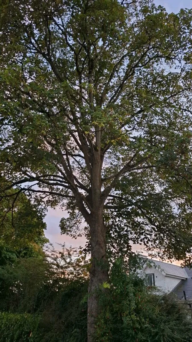 Trees for firewood - Image 1