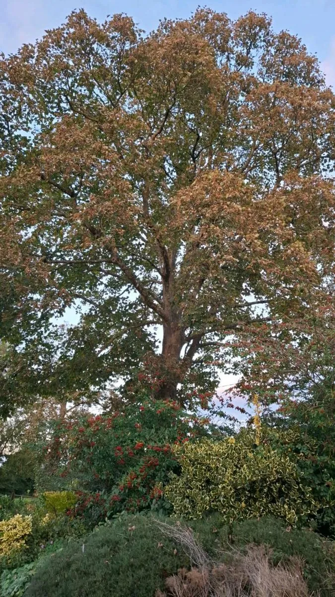 Trees for firewood - Image 2