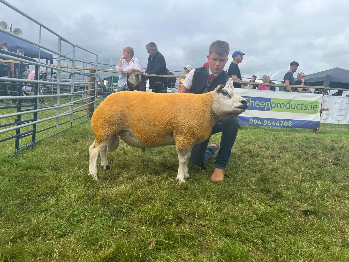 2 serious beltex rams for sale - Image 2