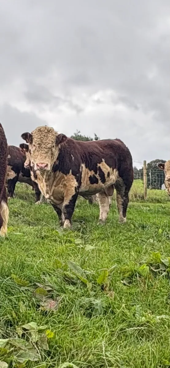 Hereford Bulls - Image 1