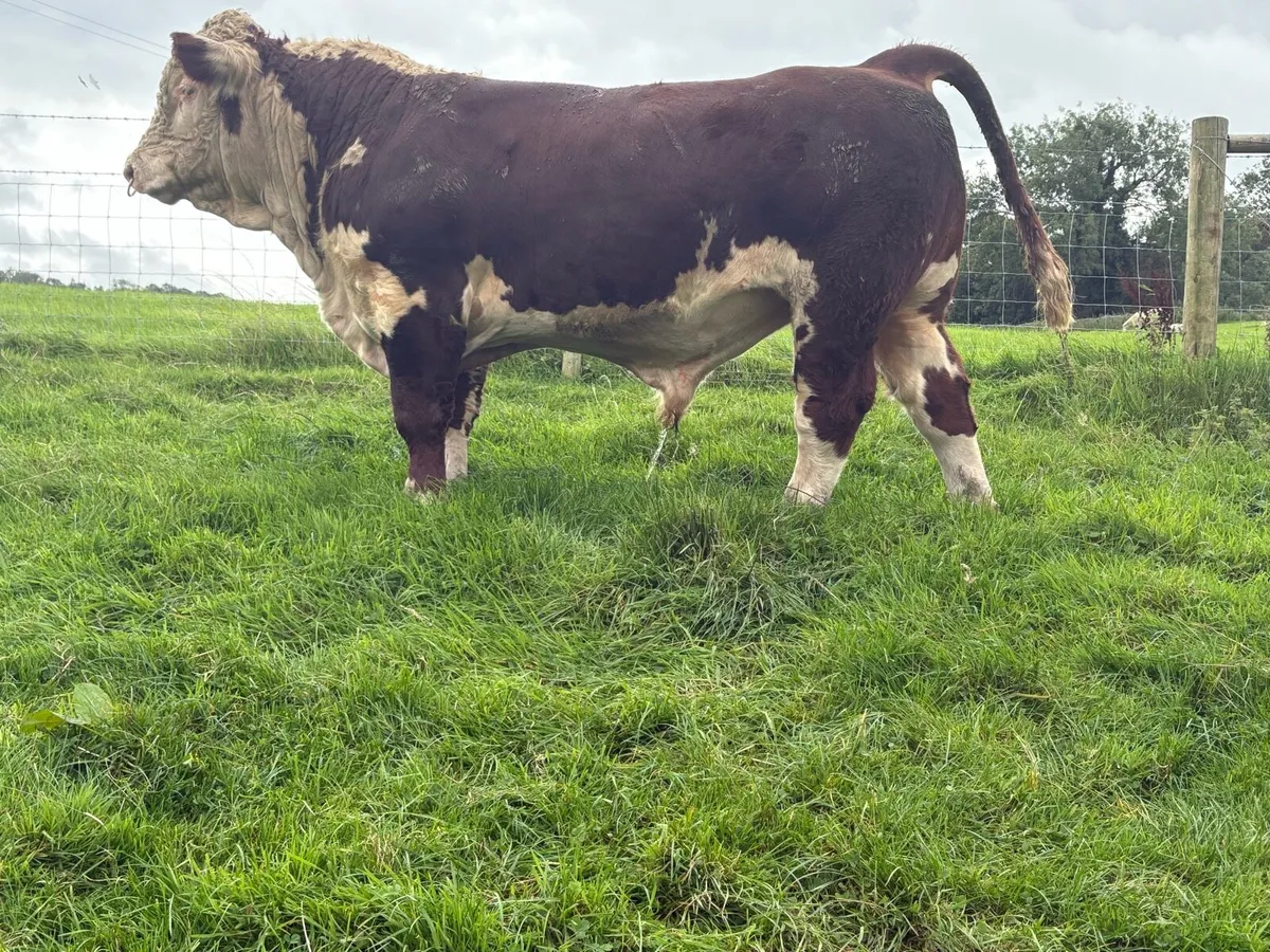 Hereford Bulls - Image 2