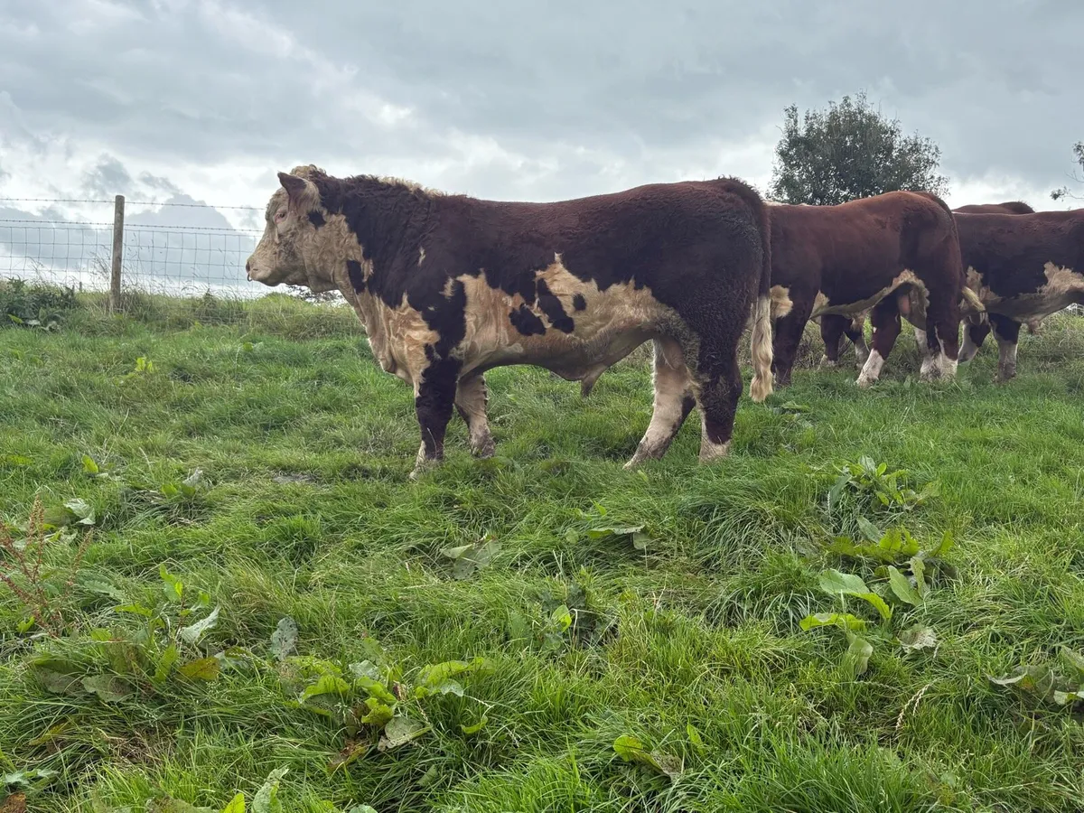 Hereford Bulls - Image 3