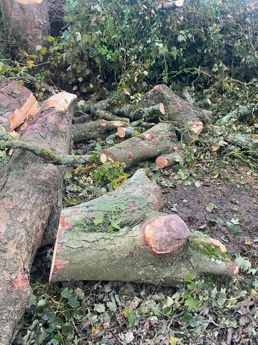 Trees for firewood - Image 3