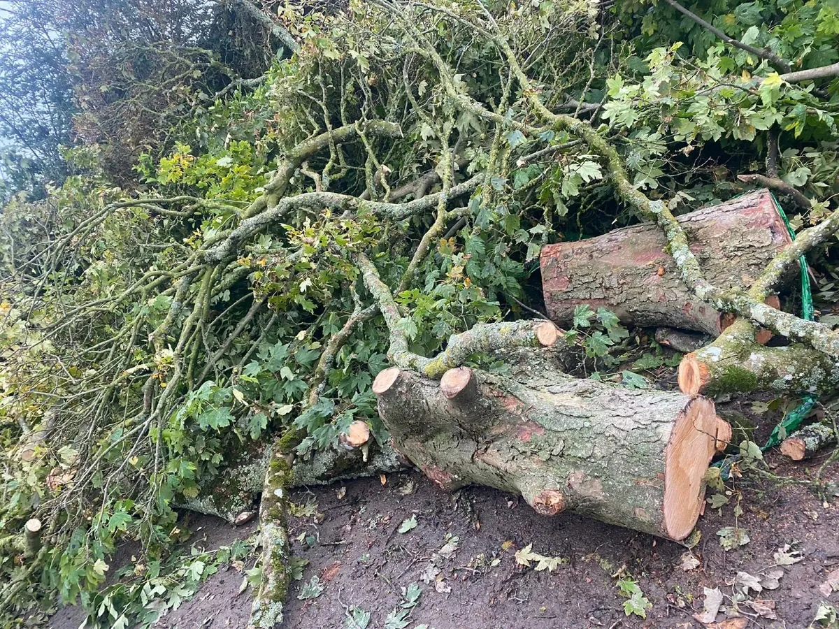 Trees for firewood - Image 4