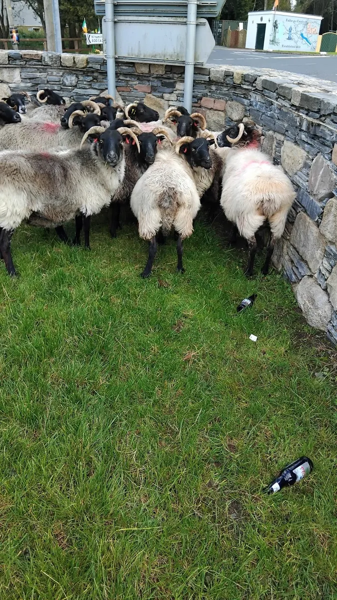 18 mayo ewes - Image 1