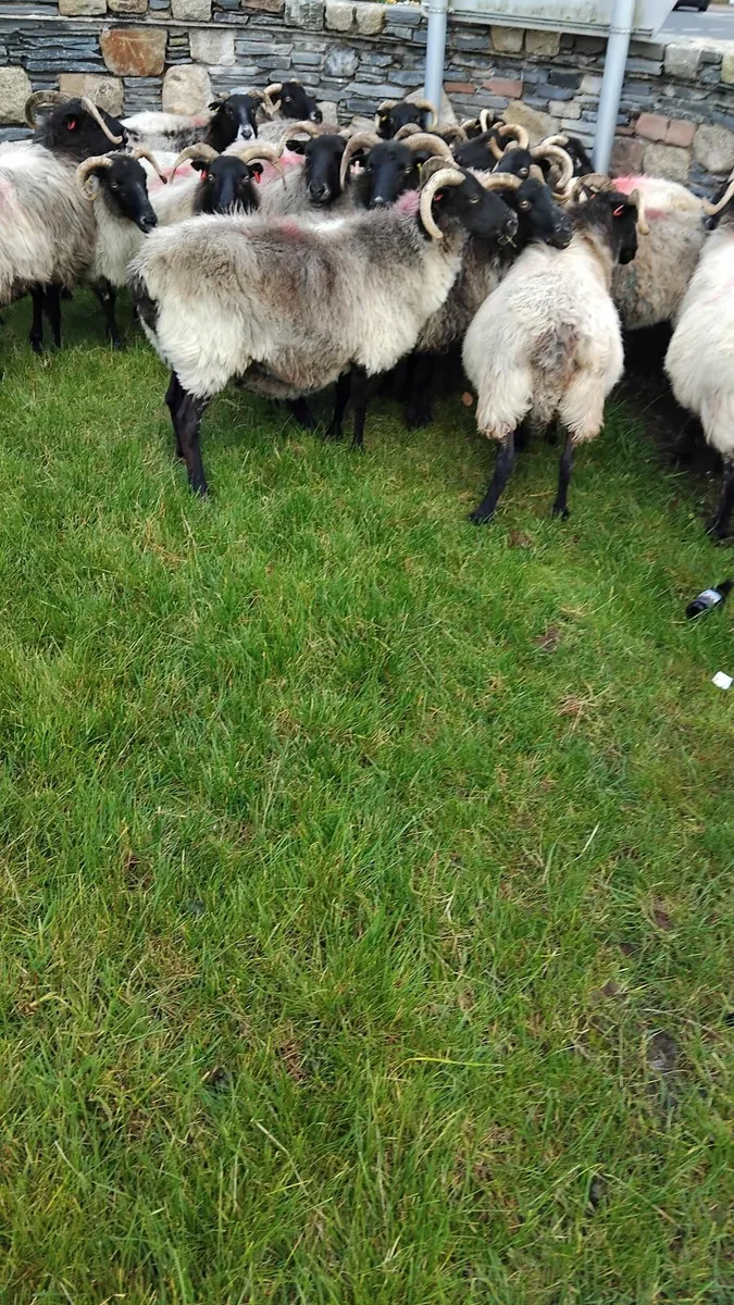 18 mayo ewes - Image 2