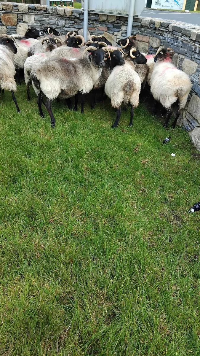 18 mayo ewes - Image 3
