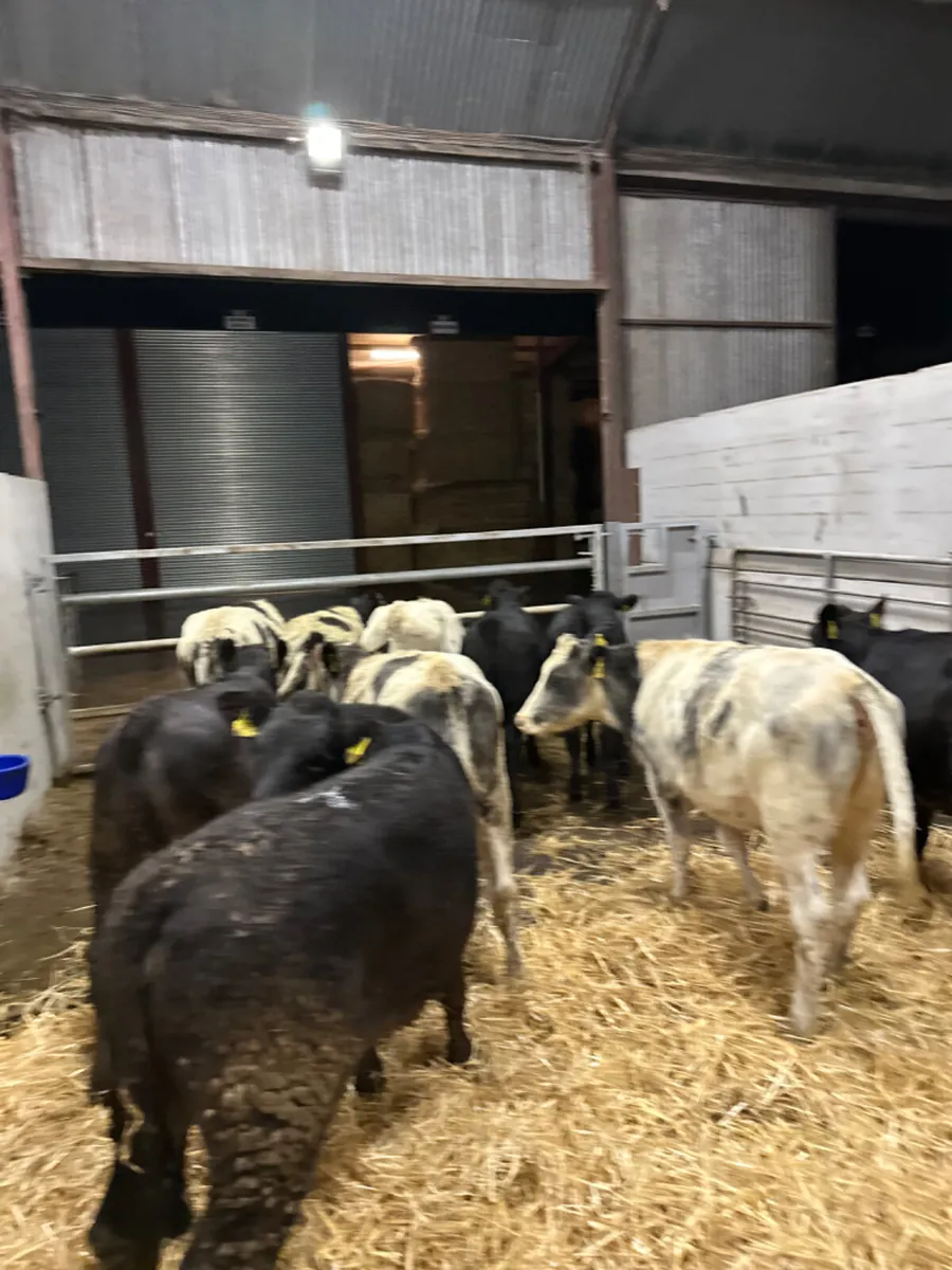Blue and lim heifers - Image 4