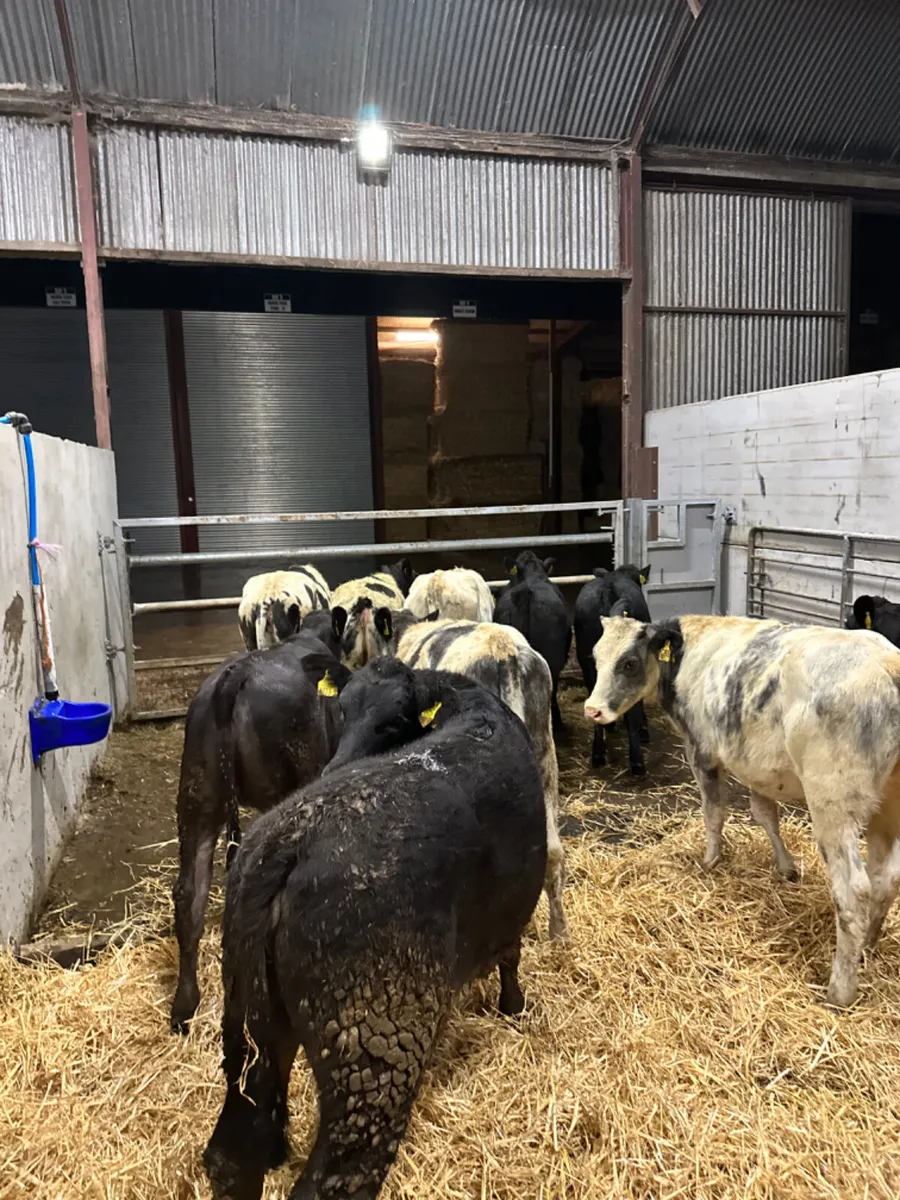 Blue and lim heifers - Image 2