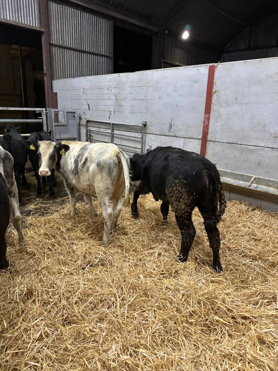 Blue and lim heifers - Image 3