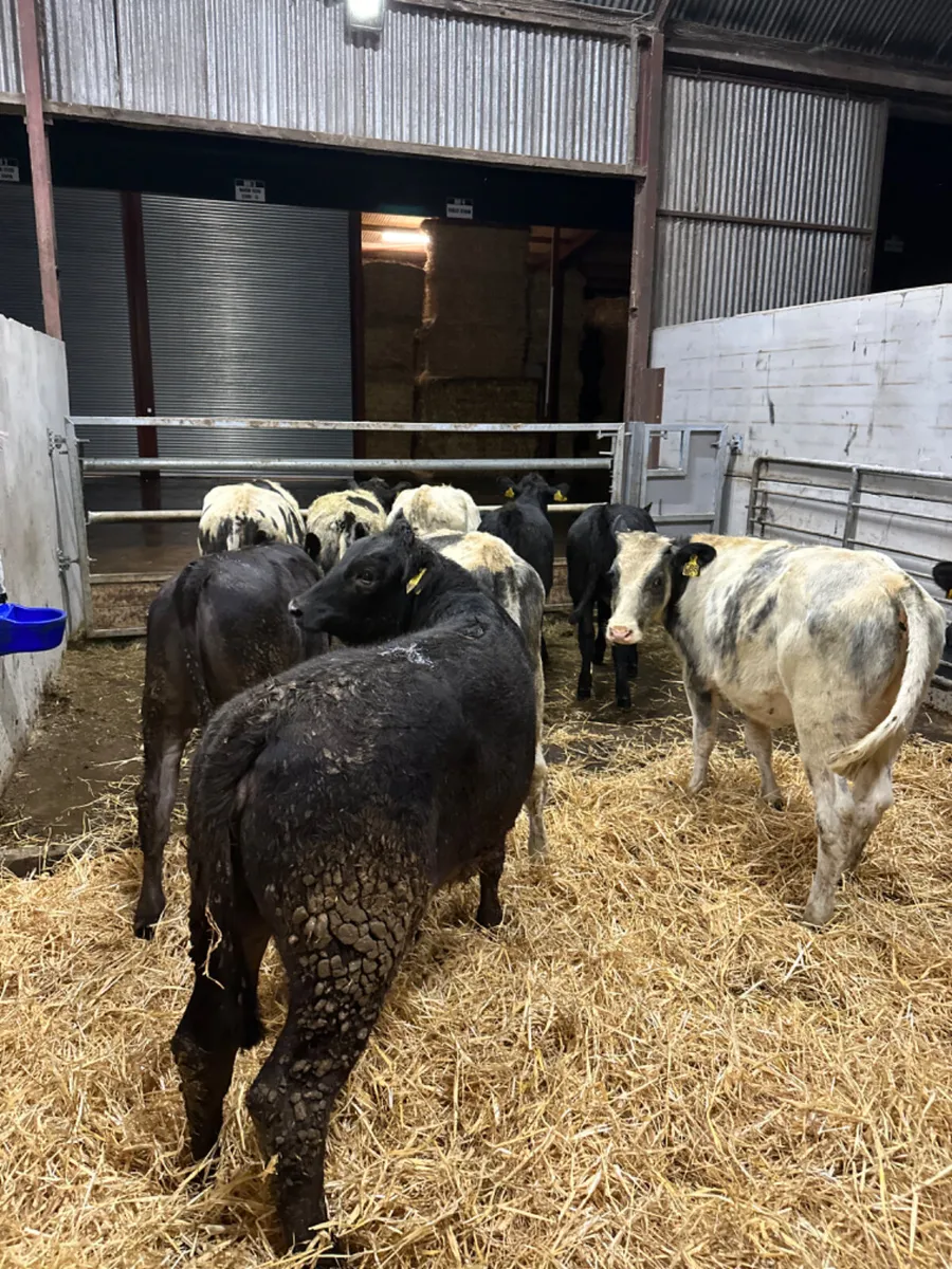 Blue and lim heifers - Image 1
