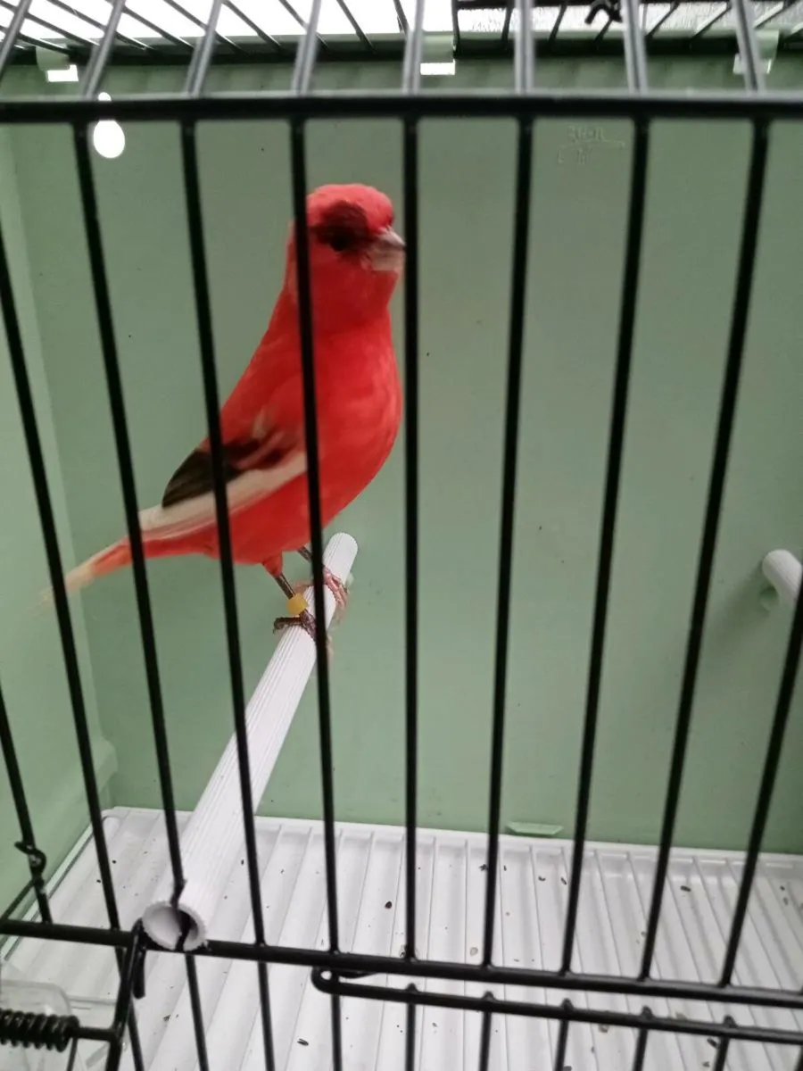 Male canarys - Image 1