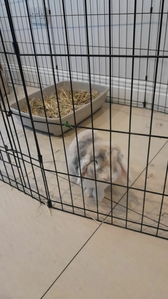 Rabbit and XL cage - Image 1