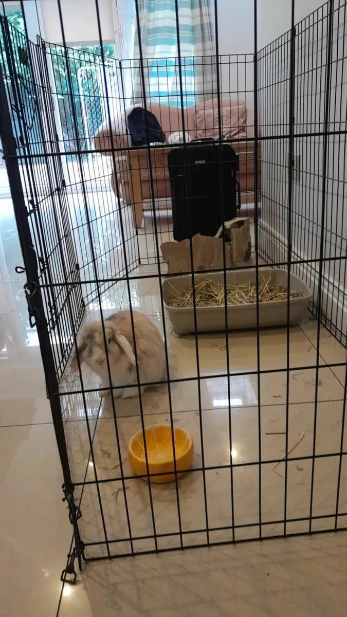 Rabbit and XL cage - Image 2