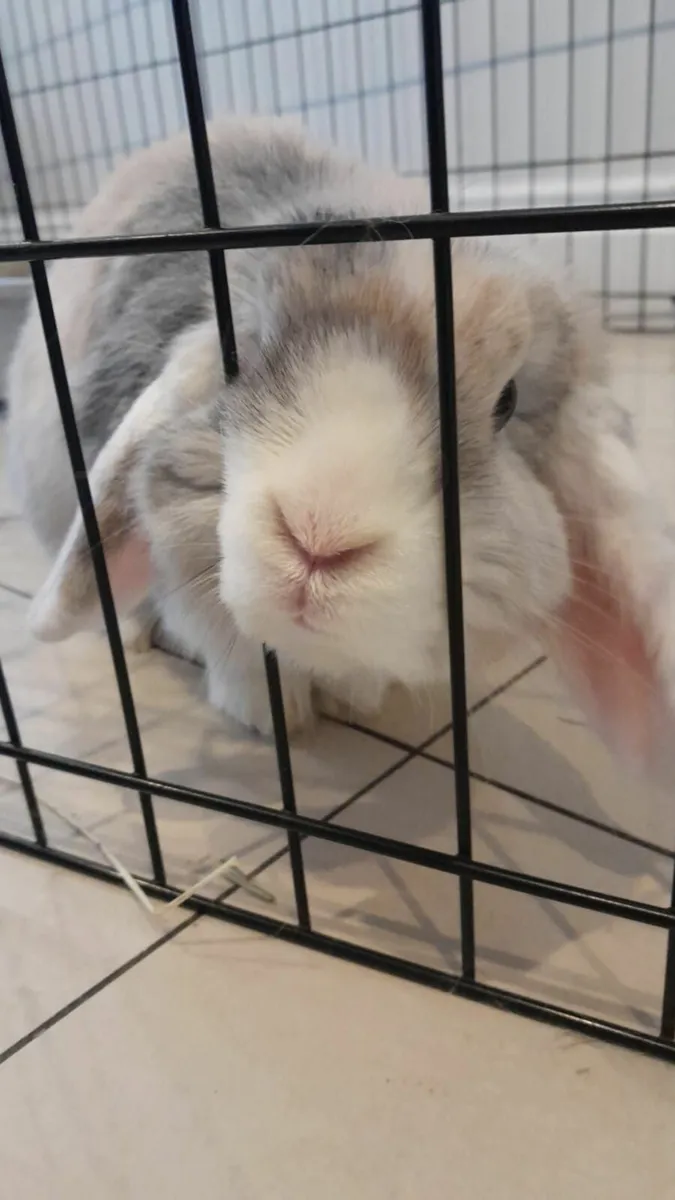 Rabbit and XL cage - Image 3