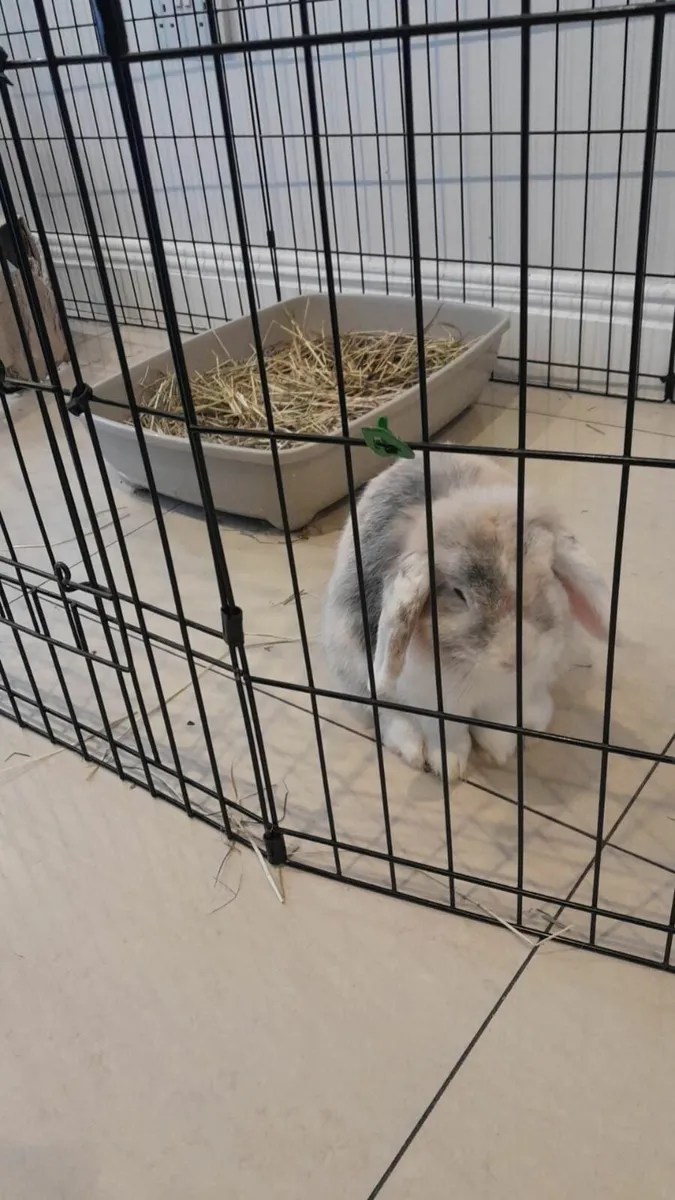 Rabbit and XL cage - Image 4