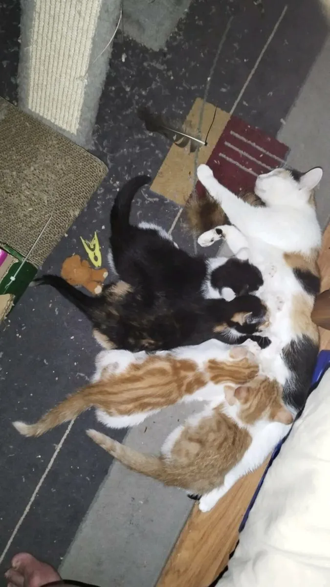 Kitten - Image 1