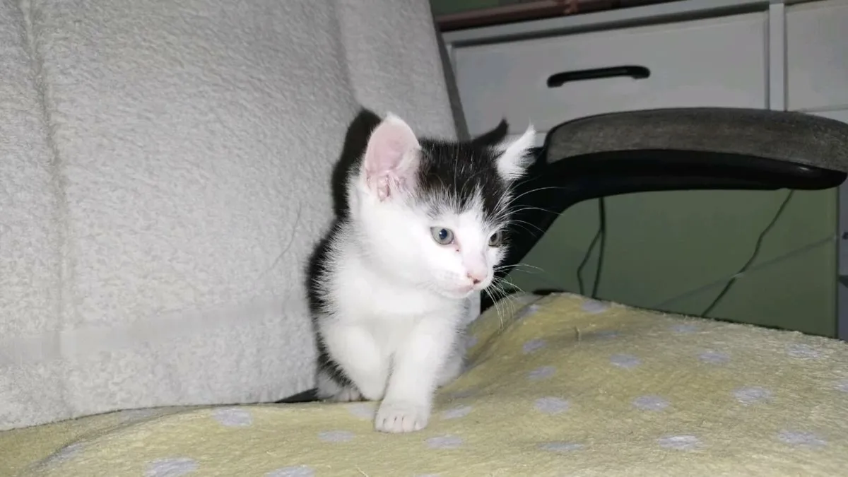 Kitten - Image 2