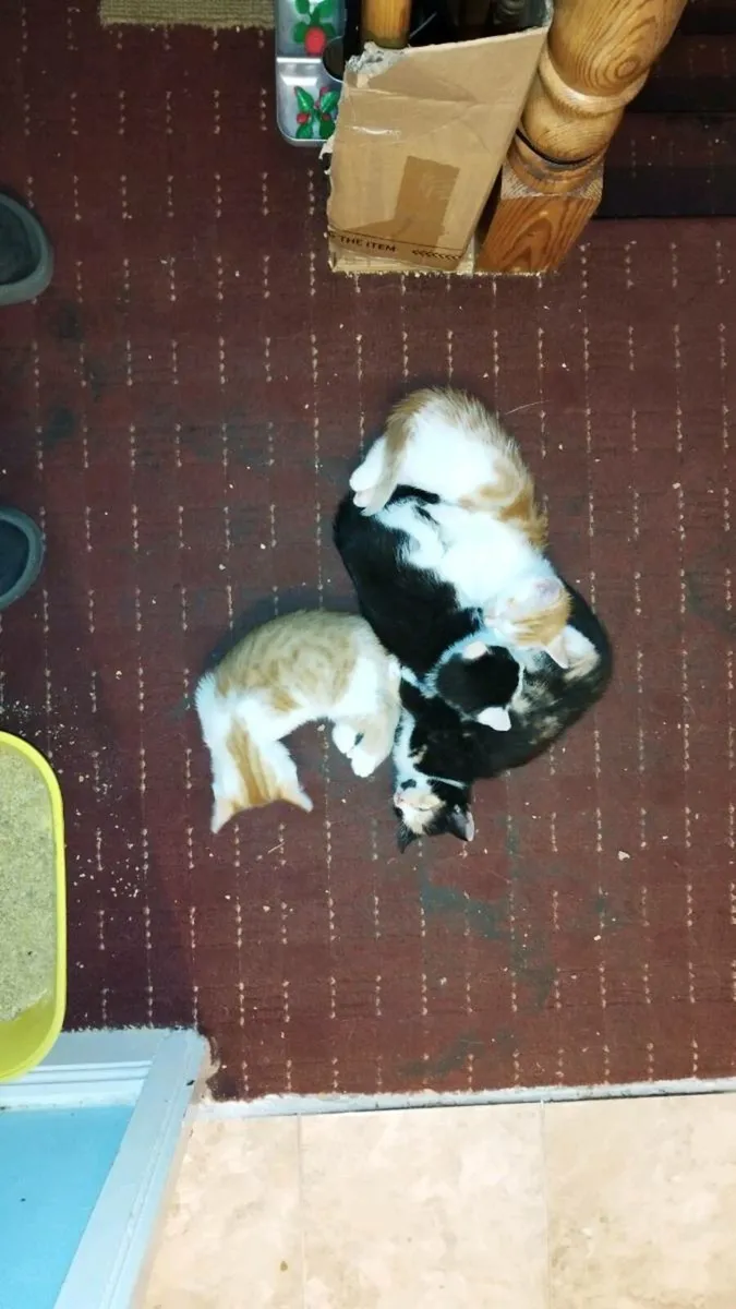 Kitten - Image 3