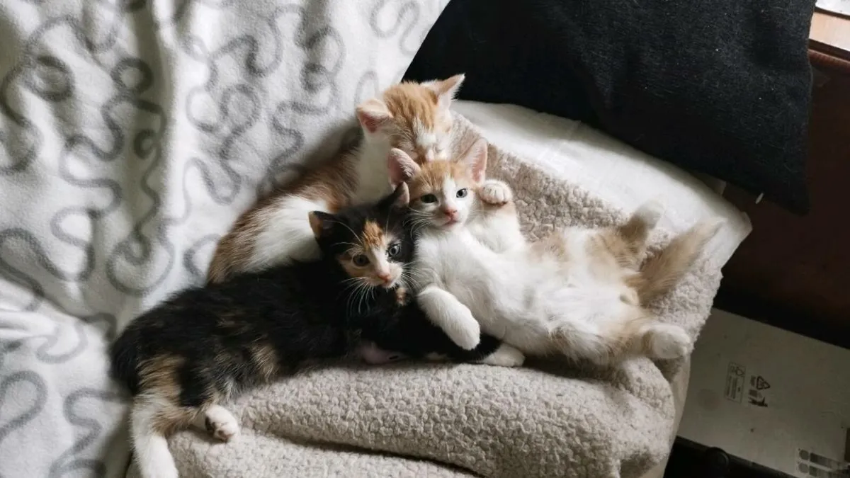 Kitten - Image 4