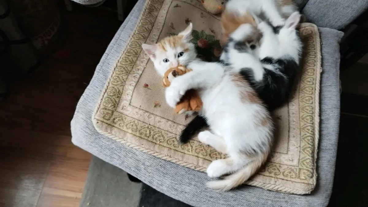 Kitten - Image 1