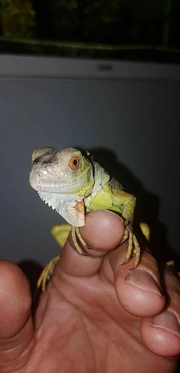 Reptiles - Image 1