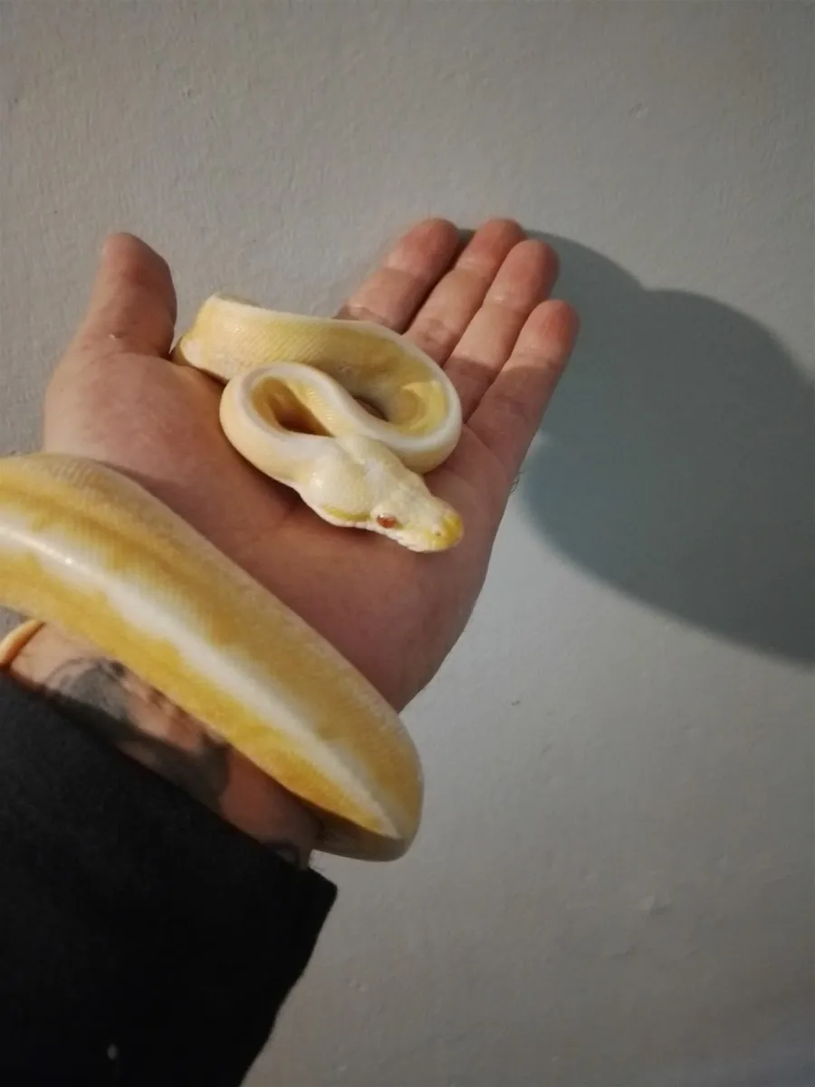 Reptiles - Image 2
