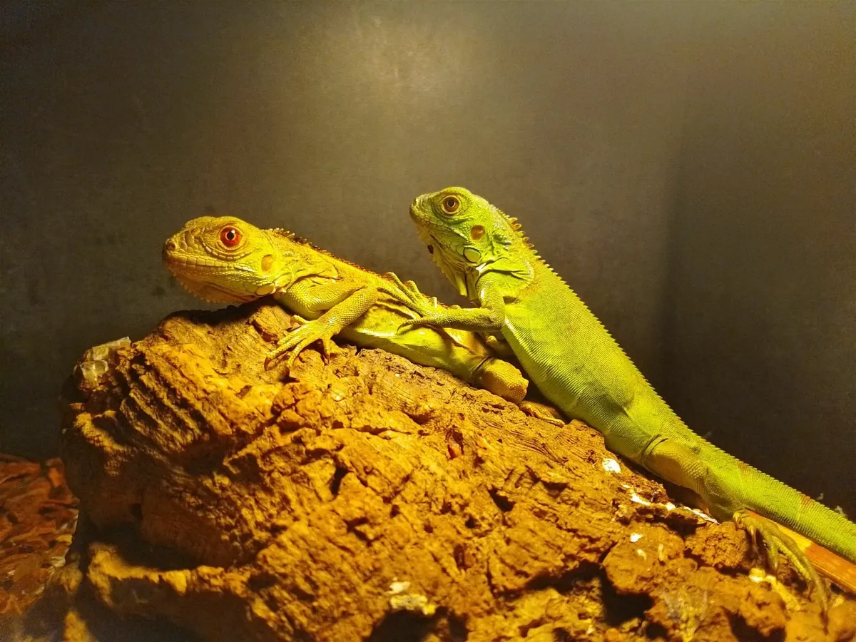 Reptiles - Image 3